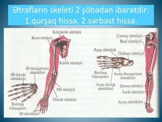 Ətrafların skeleti 2 şöbədən ibarətdir:
1.qurşaq hissə, 2.sərbəst hissə.
 