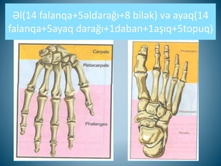 Əl(14 falanqa+5əldarağı+8 bilək) və ayaq(14
falanqa+5ayaq darağı+1daban+1aşıq+5topuq)
 