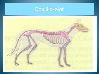 Daxili skelet
 