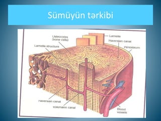 Sümüyün tərkibi
 