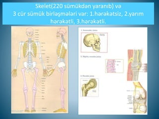 Skelet(220 sümükdən yaranıb) və
3 cür sümük birləşmələri var: 1.hərəkətsiz, 2.yarım
hərəkətli, 3.hərəkətli.
 