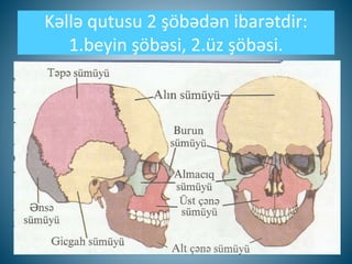 Kəllə qutusu 2 şöbədən ibarətdir:
1.beyin şöbəsi, 2.üz şöbəsi.
 