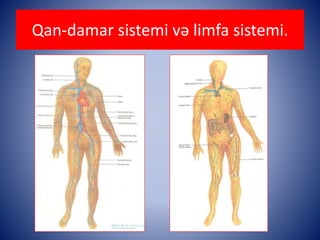 Qan-damar sistemi və limfa sistemi. 
 