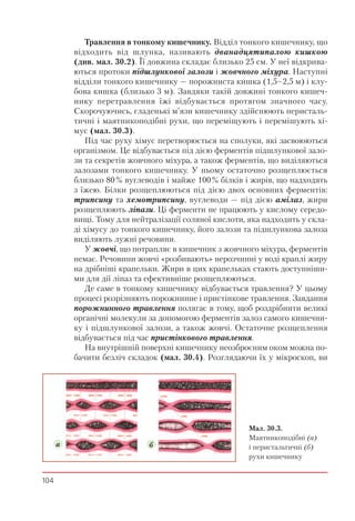 104
Травлення в тонкому кишечнику. Відділ тонкого кишечнику, що
відходить від шлунка, називають дванадцятипалою кишкою
(див. мал. 30.2). Її довжина складає близько 25 см. У неї відкрива-
ються протоки підшлункової залози і жовчного міхура. Наступні
відділи тонкого кишечнику — порожниста кишка (1,5–2,5 м) і клу-
бова кишка (близько 3 м). Завдяки такій довжині тонкого кишеч-
нику перетравлення їжі відбувається протягом значного часу.
Скорочуючись, гладенькі м’язи кишечнику здійснюють перисталь-
тичні і маятникоподібні рухи, що переміщують і перемішують хі-
мус (мал. 30.3).
Під час руху хімус перетворюється на сполуки, які засвоюються
організмом. Це відбувається під дією ферментів підшлункової зало-
зи та секретів жовчного міхура, а також ферментів, що виділяються
залозами тонкого кишечнику. У ньому остаточно розщеплюється
близько 80% вуглеводів і майже 100% білків і жирів, що надходять
з їжею. Білки розщеплюються під дією двох основних ферментів:
трипсину та хемотрипсину, вуглеводи — під дією амілаз, жири
розщеплюють ліпази. Ці ферменти не працюють у кислому середо-
вищі. Тому для нейтралізації соляної кислоти, яка надходить у скла-
ді хімусу до тонкого кишечнику, його залози та підшлункова залоза
виділяють лужні речовини.
У жовчі, що потрапляє в кишечник з жовчного міхура, ферментів
немає. Речовини жовчі «розбивають» нерозчинні у воді краплі жиру
на дрібніші крапельки. Жири в цих крапельках стають доступніши-
ми для дії ліпаз та ефективніше розщеплюються.
Де саме в тонкому кишечнику відбувається травлення? У цьому
процесі розрізняють порожнинне і пристінкове травлення. Завдання
порожнинного травлення полягає в тому, щоб роздрібнити великі
органічні молекули за допомогою ферментів залоз самого кишечни-
ку і підшлункової залози, а також жовчі. Остаточне розщеплення
відбувається під час пристінкового травлення.
На внутрішній поверхні кишечнику неозброєним оком можна по-
бачити безліч складок (мал. 30.4). Розглядаючи їх у мікроскоп, ви
Мал. 30.3.
Маятникоподібні (а)
і перистальтичні (б)
рухи кишечнику
a б
 