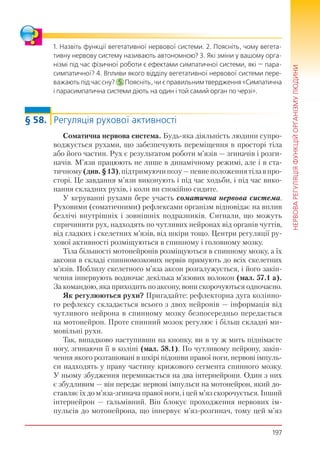 197
НЕРВОВАРЕГУЛЯЦІЯФУНКЦІЙОРГАНІЗМУЛЮДИНИ
1. Назвіть функції вегетативної нервової системи. 2. Поясніть, чому вегета-
тивну нервову систему називають автономною? 3. Які зміни у вашому орга-
нізмі під час фізичної роботи є ефектами симпатичної системи, які — пара-
симпатичної? 4. Впливи якого відділу вегетативної нервової системи пере-
важають під час сну? 5. Поясніть, чи є правильним твердження «Симпатична
і парасимпатична системи діють на один і той самий орган по черзі».
§ 58. Регуляція рухової активності
Соматична нервова система. Будь-яка діяльність людини супро-
воджується рухами, що забезпечують переміщення в просторі тіла
або його частин. Рух є результатом роботи м’язів — згиначів і розги-
начів. М’язи працюють не лише в динамічному режимі, але і в ста-
тичному(див.§13),підтримуючипозу—певнеположеннятілавпро-
сторі. Це завдання м’язи виконують і під час ходьби, і під час вико-
нання складних рухів, і коли ви спокійно сидите.
У керуванні рухами бере участь соматична нервова система.
Руховими (соматичними) рефлексами організм відповідає на вплив
безлічі внутрішніх і зовнішніх подразників. Сигнали, що можуть
спричинити рух, надходять по чутливих нейронах від органів чуттів,
від гладких і скелетних м’язів, від шкіри тощо. Центри регуляції ру-
хової активності розміщуються в спинному і головному мозку.
Тіла більшості мотонейронів розміщуються в спинному мозку, а їх
аксони в складі спинномозкових нервів прямують до всіх скелетних
м’язів. Поблизу скелетного м’яза аксон розгалужується, і його закін-
чення іннервують водночас декілька м’язових волокон (мал. 57.1 а).
За командою, яка приходить по аксону, вони скорочуються одночасно.
Як регулюються рухи? Пригадайте: рефлекторна дуга колінно-
го рефлексу складається всього з двох нейронів — інформація від
чутливого нейрона в спинному мозку безпосередньо передається
на мотонейрон. Проте спинний мозок регулює і більш складні ми-
мовільні рухи.
Так, випадково наступивши на кнопку, ви в ту ж мить піднімаєте
ногу, згинаючи її в коліні (мал. 58.1). По чутливому нейрону, закін-
чення якого розташовані в шкірі підошви правої ноги, нервові імпуль-
си надходять у праву частину крижового сегмента спинного мозку.
У ньому збудження перемикається на два інтернейрони. Один з них
є збудливим — він передає нервові імпульси на мотонейрон, який до-
ставляє їх до м’яза-згинача правої ноги, і цей м’яз скорочується. Інший
інтернейрон — гальмівний. Він блокує проходження нервових ім-
пульсів до мотонейрона, що іннервує м’яз-розгинач, тому цей м’яз
 