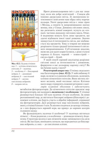 212
Проте різнокольоровим світ є для нас лише
тоді, коли він добре освітлений — Сонцем або
іншими джерелами світла. Зі зменшенням ін-
тенсивності освітлення наш образ світу втрачає
кольори. Уночі джерелами світла є лише зірки
і Місяць, а енергія їх випромінювання значно
менша, ніж у Сонця. Довжина світлових хвиль,
що досягають земної поверхні, зсунута до «си-
ньої» частини діапазону світлових хвиль. Отже,
й видимими можуть бути лише предмети, що
здатні відбивати хвилі такої довжини. Значно
знижується й інтенсивність світла, яке відбива-
ється від предметів. Тому в темряві ми можемо
розрізняти тільки градації інтенсивності світло-
вого випромінювання. Суб’єктивною шкалою,
якою ми для цього користуємося, є різні ступені
чорного й білого: чорний — темно-сірий —
світло-сірий — білий.
У який спосіб зоровий аналізатор розрізняє
світлові хвилі за інтенсивністю і довжиною,
формуючи в нас кольорову картину світу? Як
ми бачимо вдень і вночі?
Рецепторний апарат ока. Сітківка людського
ока багатошарова (мал. 62.2). У найглибшому її
шарі, на межі із судинною оболонкою, залягають
клітини пігментного епітелію. Вони містять піг-
мент меланін, який поглинає світло. Клітини
цього шару отримують поживні речовини з капі-
лярів судинної оболонки і забезпечують
метаболізм фоторецепторів. До пігментного епітелію прилягає шар
фоторецепторів, які називають паличками й колбочками. У сітківці
розміщується близько 125 млн паличок і 6 млн колбочок. За ними
розташований шар, де містяться біполярні нейрони (біполяри) і до-
поміжні клітини, що беруть участь в обробці інформації, отриманої
від фоторецепторів. Далі розміщується шар гангліозних нейронів,
яких у сітківці близько 1 млн. Їх аксони сходяться до центру сітківки,
де з них формується зоровий нерв, що прямує до зорових центрів
головного мозку.
Як функціонують палички й колбочки? У паличках міститься
пігмент — білок родопсин, а в колбочках — різновиди пігменту йодо-
псину. Структура молекул цих пігментів може змінюватися під дією
світла. Як наслідок, виникають сигнали, що передаються до біполяр-
них нейронів, а з них — до гангліозних клітин.
Мал. 62.2. Будова сітківки
ока: 1 — клітина пігментного
епітелію; 2 — паличка;
3 — колбочка; 4 — біполярний
нейрон; 5 — допоміжні
нейрони; 6 — гангліозний
нейрон; 7 — аксони
гангліозних нейронів;
8 — напрям світла
1
2
3
4
5
6
7
8
 