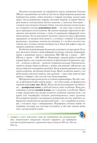213
СПРИЙНЯТТЯІНФОРМАЦІЇНЕРВОВОЮСИСТЕМОЮ.СЕНСОРНІСИСТЕМИ
Палички налаштовані на сприйняття хвиль довжиною близько
500 нм і надзвичайно чутливі до дії світла. Перетворення родопсину
відбувається навіть, якщо паличка в темряві поглинає всього один
квант світла (найменшу порцію світлової енергії). З одним біполя-
ром можуть контактувати багато паличок, а декілька біполярів —
з однією гангліозною клітиною. Отже, для гангліозних клітин палич-
ки створюють велике рецептивне поле — на одну таку клітину мо-
жуть припадати сотні паличок. Це значно підвищує вірогідність збу-
дження гангліозної клітини, а отже, й отримання інформації голо-
вним мозком. Усі ці властивості паличок і дають їм змогу ефективно
працювати за низької освітленості, у сутінках і темряві. Складовою
родопсину є речовина, похідна від вітаміну А, і за його нестачі в ор-
ганізмі зір у сутінках значно погіршується. Іноді цей дефект зору на-
зивають курячою сліпотою.
Колбочки за різновидами йодопсину поділяють на три групи. В од-
них міститься пігмент, який найкраще поглинає світлове випроміню-
вання з довжиною хвиль у діапазонах 380–560 нм, у інших — 470–
650 нм, у третіх — 470–680 нм. Відповідно, завдяки роботі колбочок
першої групи у нас з’являється відчуття фіолетового-блакитного, дру-
гої — зеленого, а третьої — жовтого і червоного кольору. Одночасна ак-
тивність різних видів колбочок у різних поєднаннях забезпечує нас
відчуттями всіх кольорових відтінків. Коли ж разом працюють усі три
групи колбочок, ми бачимо білий колір. Проте колбочки мають у сто
разів меншу світлочутливість, ніж палички — саме тому вони не пра-
цюють у темряві, і світ для нас стає безкольоровим.
Фоторецептори розподілені в сітківці нерівномірно. На ній є міс-
це, де фоторецепторів зовсім немає — це сліпа пляма, де формується
зоровий нерв (див. мал. 61.1). Збоку від неї розташоване заглиблен-
ня — центральна ямка, у якій містяться лише колбочки. Вона роз-
ташована в центрі жовтої плями, де є і палички, і колбочки. Проте
в міру віддалення від центра кількість колбочок зменшується, і по
краях (на периферії) сітківки розташовуються лише палички.
Розглядаючи предмет, ми мимоволі повертаємо очі так, щоб його зо-
браження опинилося на центральній ямці — тут і сприйняття кольо-
рів, і гострота зору є найкращими. Периферія сітківки майже не
сприймає кольору, але світлова чутливість у цій зоні значно вища,
ніж у центрі жовтої плями.
1. Знайдіть у тексті пояснення, чому ми сприймаємо світ різнокольоро-
вим. Запропонуйте товаришеві показати предмети, що відбивають
світлове випромінювання з довжиною хвиль близько 400 нм, 500 нм,
600 нм.
 