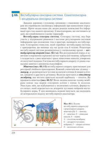 224
§ 66. Вестибулярна сенсорна система. Соматосенсорна
і вісцеральна сенсорна системи
Завдяки зоровому, слуховому, нюховому і смаковому аналізато-
рам ми сприймаємо насамперед інформацію про навколишнє серед-
овище. Проте жодна наша дія, жодна реакція неможливі без інфор-
мації про стан нашого організму. З аналізаторами, що постачають ці
дані, ми ознайомимося в цьому параграфі.
Вестибулярна сенсорна система. Сенсорну систему, яка бере
участь у підтриманні рівноваги і постачає регуляторним системам
інформацію про положення тіла в просторі, називають вестибуляр-
ною. Сенсорним стимулом, який сприймає вестибулярна система,
є прискорення, що виникає під час рухів тіла й голови. Рецептори
вестибулярної системи розміщуються у спеціальному органі — вес-
тибулярному апараті (мал. 66.1 а). Він розташований поряд зі за-
виткою в порожнині скроневої кістки черепа (кістковому лабіринті)
і складається з двох мішечків і трьох півколових каналів, утворених
зі сполучної тканини. Система вестибулярного апарату з’єднана з ка-
налами завитки і заповнена ендолімфою.
Мішечки (мал. 66.1 б) вестибулярного апарату пристосовані для
реєстрації лінійного прискорення. Кожний з мішечків має ділянку —
макулу, де розміщуються чутливі волоскові клітини й опорні кліти-
ни, занурені в драглисту речовину. Волоски вростають в отолітову
мембрану, яка містить кристали кальцій карбонату — отоліти. Як
працюють мішечки (мал. 66.2)? Коли людина нахиляє голову, мемб-
рана ковзає над шаром сенсорних клітин і згинає їх волоски.
Унаслідок змін, що відбуваються у волоскових клітинах, формуєть-
ся сигнал, який передається на дендрити чутливих нейронів вести-
булярного нерва. У них виникають нервові імпульси, що надходять
до центрального відділу вестибулярного аналізатора.
Мал. 66.1. Будова
вестибулярного апарата (а)
і рецепторного апарата
мішечків (б): 1 — завитка;
2 — мішечки; 3 — півколові
канали; 4 — нерви;
5 — отолітова мембрана;
6 — дендрити чутливих
нейронів; 7 — опорні клітини;
8 — волоскові клітини
a б
1
2
3
4
5
6
78
 
