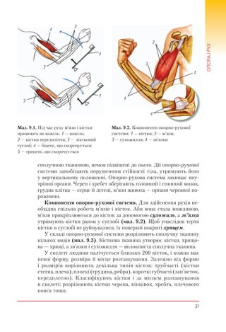 31
ОПОРАІРУХ
сполучною тканиною, немов підвішені до нього. Дії опорно-рухової
системи запобігають порушенням стійкості тіла, утримують його
у вертикальному положенні. Опорно-рухова система захищає вну-
трішні органи. Череп і хребет оберігають головний і спинний мозок,
грудна клітка — серце й легені, м’язи живота — органи черевної по-
рожнини.
Компоненти опорно-рухової системи. Для здійснення рухів не-
обхідна спільна робота м’язів і кісток. Аби вона стала можливою,
м’язи прикріплюються до кісток за допомогою сухожиль, а зв’язки
утримують кістки разом у суглобі (мал. 9.2). Щоб унаслідок тертя
кістки в суглобі не руйнувалися, їх поверхні покриті хрящем.
У складі опорно-рухової системи розрізняють сполучну тканину
кількох видів (мал. 9.3). Кісткова тканина утворює кістки, хрящо-
ва — хрящі, а зв’язки і сухожилля — волокниста сполучна тканина.
У скелеті людини налічується близько 200 кісток, і кожна має
певні форму, розміри й місце розташування. Залежно від форми
і розмірів вирізняють декілька типів кісток: трубчасті (кістки
стегна, плеча), плоскі (грудина, ребра), короткі губчасті (зап’ясток,
передплесно). Класифікують кістки і за місцем розташування
в скелеті: розрізняють кістки черепа, кінцівок, хребта, плечового
пояса тощо.
1
1
2
2
5
3
4
Мал. 9.1. Під час руху м’язи і кістки
працюють як важіль: 1 — важіль;
2 — кістки передпліччя; 3 — ліктьовий
суглоб; 4 — біцепс, що скорочується;
5 — трицепс, що скорочується
Мал. 9.2. Компоненти опорно-рухової
системи: 1 — кістки; 2 — м’язи;
3 — сухожилля; 4 — зв’язки
1
1
2
4
3
 