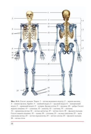 38
Мал. 11.4. Скелет людини. Череп: 1 — кістки мозкового відділу; 2 — верхня щелепа;
3 — нижня щелепа. Хребет: 4 — шийний відділ; 5 — грудний відділ; 6 — поперековий
відділ; 7 — крижовий відділ; 8 — куприк. Грудна клітка: 9 — грудина; 10 — ребра. Скелет
верхніх кінцівок: 11 — ключиця; 12 —лопатка; 13 — плечова; 14 — ліктьова;
15 — променева кістка; 16 — кістки зап’ястка; 17 — кістки п’ясті; 18 — фаланги пальців.
Скелет нижніх кінцівок: 19 — тазова; 20 — стегнова; 21 — велика гомілкова; 22 — мала
гомілкова кістка; 23 — кістки передплесна; 24 — кістки плесна; 25 — фаланги пальців;
26 — кістка п’яти
3
11
1
4
5
6
7
12
13
14
15
17
18
23
2
9
8
16
10
20
21
22
24
25
26
19
 