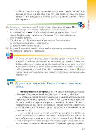 43
ОПОРАІРУХ
слабкіші, але вони пристосовані до тривалих навантажень: під-
тримання пози під час стояння, сидіння тощо. Отже, сила м’яза
залежить від того, яких м’язових волокон у ньому більше — білих
або червоних.
1. Розкажіть товаришеві про будову м’яза, користуючись мал. 12.1.
Поясніть різницю між м’язовим волокном і м’язовим пучком.
2. За описом в тексті і мал. 12.2 проаналізуйте механізм м’язового скоро-
чення. З’ясуйте, чому в скороченні м’яза може брати участь різна кіль-
кість м’язових волокон.
3. З’ясуйте, які способи класифікації м’язів існують. Доповніть запис:
за розташування відносно … розрізняють … ;
за положенням м’язових пучків … .
4. Складіть 3 запитання, на які можна знайти відповідь у частині тексту
«Сила м’язів». Задайте їх товаришеві.
1. Чому в м’язових волокнах міститься багато ядер? велика кількість міто-
хондрій? 2. Чому м’язову тканину називають посмугованою? 3. Які з міо-
фібрил наближуються одна до одної в саркомірі під час скорочення м’яза?
4. Чому під час згинання в ліктьовому суглобі довжина біцепса зменшуєть-
ся? 5. Що таке тонус м’язів? Яким є біологічний сенс цього явища? 6. Чому
під час тремтіння (швидкого, але слабкого скорочення м’язів) організм
зігрівається?
§ 13. Групи скелетних м’язів. Режим роботи і стомлення
м’язів
Групи скелетних м’язів (мал. 13.1). У скелетній мускулатурі ви-
різняють м’язи голови і шиї, тулуба, верхніх і нижніх кінцівок.
Серед м’язів голови вирізнять жувальні й мімічні. Жувальні м’язи
переміщують нижню щелепу. Мімічні м’язи одним кінцем прикріп-
ляються до кісток черепа, а другим — до шкіри обличчя. Під час їх
скорочення ділянки шкіри зсуваються і вираз обличчя змінюється.
Круговий м’яз рота забезпечує рухи губ. М’язи шиї повертають і на-
гинають голову.
Частина грудних м’язів бере участь у рухах рук, а міжреберні
м’язи і діафрагма — у дихальних рухах. Поверхневі м’язи спини та-
кож забезпечують рухи рук і частково — голови й шиї. Глибинні
м’язи спини розгинають і повертають тулуб, підтримують його у вер-
тикальному положенні. М’язи живота (черевний прес) утворюють
 