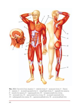 44
Мал. 13.1. Скелетні м’язи людини: 1 — мімічні м’язи; 2 — жувальні м’язи; 3 — біцепс;
4 — трицепс; 5 — великий грудний м’яз; 6 — міжреберні м’язи; 7 — прямий м’яз живота;
8 — косий м’яз живота; 9 — кравецький м’яз; 10 — чотириголовий м’яз стегна;
11 — литковий м’яз; 12 — двоголовий м’яз стегна; 13 — великий сідничний м’яз;
14 — найширший м’яз спини; 15 — трапецієподібний м’яз; 16— дельтоподібний м’яз
5 16
3
4
6
7
8
9
1
2
10
15
14
13
12
11
 