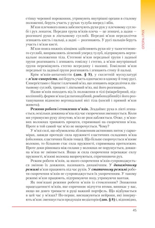 45
ОПОРАІРУХ
стінку черевної порожнини, утримують внутрішні органи в сталому
положенні, беруть участь у рухах тулуба вперед і вбік.
М’язи плечового пояса забезпечують рухи рук у плечовому сугло-
бі і рух лопаток. Передня група м’язів плеча — це згиначі, а задня —
розгиначі руки в ліктьовому суглобі. Передні м’язи передпліччя
згинають кисть і пальці, а задні — розгинають. У русі пальців беруть
участь і м’язи кисті.
М’язи пояса нижніх кінцівок здійснюють рухи ніг у тазостегново-
го суглобі, випрямляють зігнений уперед тулуб, підтримують верти-
кальне положення тіла. Стегнові м’язи передньої групи і задньої
групи розгинають і згинають гомілку і стегно, а м’язи внутрішньої
групи переміщують стегно всередину і назовні. Гомілкові м’язи
передньої та задньої групи розгинають і згинають стопу й пальці.
Крім м’язів-антагоністів (див. § 9), у скелетній мускулатурі
є м’язи-синергісти, які беруть участь одночасно в одному й тому русі.
Синергістами є біцепс і плечовий м’яз, що згинають передпліччя в лік-
тьовому суглобі, трицепс і ліктьовий м’яз, які його розгинають.
Назви м’язів походять від їх положення в тілі (міжреберний, під-
колінний), форми м’яза (дельтоподібний, ромбоподібний) і його роз-
ташування відносно вертикальної вісі тіла (косий і прямий м’язи
живота).
Режими роботи і стомлення м’язів. Згадаймо: рука в лікті згина-
ється, оскільки довжина м’яза під час скорочення зменшується. Коли
ми утримуємо руку зігнутою, м’яз не розслаблюється. Отже, у м’язо-
вих волокнах тривають процеси, спрямовані на скорочення м’яза.
Проте в той самий час м’яз не вкорочується. Чому?
У м’язі силі, що обумовлена зближенням актинових ниток у сарко-
мірах, завжди протидіє сила пружності еластичних складових м’яза
(оболонки, еластичних білків тощо). Що більше скорочується м’язове
волокно, то більшою стає сила пружності, спрямована протилежно.
Проте доки рівновага між силами у волокнах не порушується, довжи-
на м’яза не змінюється. Якщо ж сила скорочення переважає силу
пружності, м’язові волокна вкорочуються, спричиняючи рух.
Режим роботи м’язів, за якого скорочення м’язів супроводжуєть-
ся зміною їх довжини, називають динамічним. У динамічному
режимі м’язи працюють під час рухів. У статичному режимі робо-
ти скорочення м’язів не супроводжується їх укороченням. У такому
режимі м’язи працюють, підтримуючи позу, утримуючи вантаж.
Як пов’язані режими роботи м’язів із стомленням? Зниження
працездатності м’язів, яке спричиняє відчуття втоми, виникає у вас,
якщо ви довго тримаєте в руці важкий портфель. Що відбувається
в цей час у м’язах? По-перше, виснажуються нейрони, які іннерву-
ють м’язи: зменшується продукція медіаторів (див. § 8) і, відповідно,
 