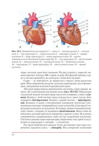 72
серце, постачає кров його тканинам. По цих судинах у дорослої лю-
дини протікає близько 500 л крові за добу. Які функції виконує сер-
це в системі кровообігу, як пов’язана з ними його будова?
Серце — це перехрестя, де змінюється «траса», якою рухається
кров. Його порожнину розділяє суцільна перегородка, яка перешко-
джає змішуванню венозної й артеріальної крові.
Аби кров циркулювала кровоносною системою, серце працює як
насос. Як улаштований цей живий насос (мал. 20.2 б)? Передсердя
і шлуночок кожної частини серця сполучені отворами, у яких є кла-
пани. Клапан у лівій частині серця складається з двох стулок, його
називають двостулковим. Клапан у правій частині — тристулко-
вий. Клапани з’єднані з внутрішньою поверхнею шлуночка сухо-
жильними нитками і відкриваються лише в один бік, коли кров із пе-
редсердя надходить до шлуночка. В отворах, якими починаються ар-
терії, також є клапани, їх називають півмісяцевими. Вони схожі на
кишеньки, вільний край яких відкритий у просвіт судин. Ці клапани
заповнюються, відкриваючись лише під час скорочення шлуночків.
Система клапанів серця перешкоджає зворотному току крові зі шлу-
ночків до передсердь і з артерій — у шлуночки.
Рух крові відбувається завдяки тиску, що виникає внаслідок ско-
рочення серцевого м’яза — міокарда. Він утворений особливою
Мал. 20.2. Зовнішній вигляд серця (а): 1 — аорта; 2 — легенева артерія; 3 — легеневі
вени; 4 — ліве передсердя; 5 — лівий шлуночок; 6 — коронарні судини; 7 — правий
шлуночок; 8 — праве передсердя; 9 — нижня порожниста вена; 10 — верхня
порожниста вена. Внутрішня будова серця (б): 11 — ліве передсердя; 12 — двостулковий
клапан; 13 — лівий шлуночок; 14 — сухожильні нитки; 15 — півмісяцеві клапани;
16 — перегородка; 17 — праве передсердя; 18 — тристулковий клапан; 19 — правий
шлуночок
a б
15
11
12
14
13
16
19
14
18
17
1
2
3
4
5
6
7
9
8
10
 