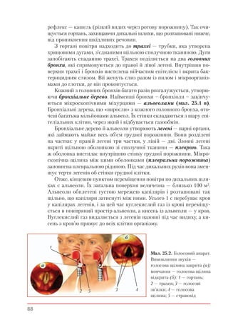 88
рефлекс — кашель (різкий видих через ротову порожнину). Так очи-
щується гортань, захищаючи дихальні шляхи, що розташовані нижче,
від проникнення шкідливих речовин.
З гортані повітря надходить до трахеї — трубки, яка утворена
хрящовими дугами, з’єднаними щільною сполучною тканиною. Дуги
запобігають спаданню трахеї. Трахея поділяється на два головних
бронхи, які спрямовуються до правої й лівої легені. Внутрішня по-
верхня трахеї і бронхів вистелена війчастим епітелієм і вкрита бак-
терицидним слизом. Вії женуть слиз разом із пилом і мікроорганіз-
мами до глотки, де він проковтується.
Кожний з головних бронхів багато разів розгалужується, утворю-
ючи бронхіальне дерево. Найменші бронхи – бронхіоли – закінчу-
ються мікроскопічними міхурцями — альвеолами (мал. 25.1 в).
Бронхіальні дерева, що «виросли» з кожного головного бронха, ото-
чені багатьма мільйонами альвеол. Їх стінки складаються з шару епі-
теліальних клітин, через який і відбувається газообмін.
Бронхіальне дерево й альвеоли утворюють легені — парні органи,
які займають майже весь об’єм грудної порожнини. Вони розділені
на частки: у правій легені три частки, у лівій — дві. Ззовні легені
вкриті щільною оболонкою зі сполучної тканини — плеврою. Така
ж оболонка вистилає внутрішню стінку грудної порожнини. Мікро-
скопічна щілина між цими оболонками (плевральна порожнина)
заповнена плевральною рідиною. Під час дихальних рухів вона змен-
шує тертя легенів об стінки грудної клітки.
Отже, кінцевим пунктом переміщення повітря по дихальних шля-
хах є альвеоли. Їх загальна поверхня величезна — близько 100 м2
.
Альвеоли обплетені густою мережею капілярів і розташовані так
щільно, що капіляри затиснуті між ними. Усього 1 с перебуває кров
у капілярах легенів, і за цей час вуглекислий газ із крові переміщу-
ється в повітряний простір альвеоли, а кисень із альвеоли — у кров.
Вуглекислий газ видаляється з легенів назовні під час видиху, а ки-
сень з кров’ю прямує до всіх клітин організму.
Мал. 25.2. Голосовий апарат.
Вимовляння звуків —
голосова щілина закрита (а);
мовчання — голосова щілина
відкрита (б): 1 — гортань;
2 — трахея; 3 — голосові
зв’язки; 4 — голосова
щілина; 5 — стравохід
a
б
1
2 3 45
 