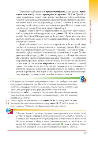 99
ЖИВЛЕННЯІТРАВЛЕННЯ
Травлення відбувається в травному тракті, який разом з трав-
ними залозами утворює травну систему (мал. 28.1 а). Травні за-
лози виробляють травні соки, які містять ферменти й деякі інші ре-
човини, необхідні для травлення. Травний тракт складається з рото-
вої порожнини, глотки, стравоходу, шлунка, тонкого й товстого ки-
шечнику, який закінчується анальним отвором. Кожен із цих відді-
лів виконує певну функцію в процесі травлення.
Відділи травної системи відрізняються за будовою, проте загаль-
ний план будови стінки травного тракту (мал. 28.1 б) в усіх них той
самий. Внутрішній її шар утворений слизовою оболонкою, що скла-
дається з епітелію. За нею йдуть шари гладеньких м’язів, які оточує
сполучна тканина.
Деякі клітини епітелію виділяють травні соки й слиз, який огор-
тає їжу й полегшує її проходження по травному тракту. Слиз захи-
щає від перетравлення епітеліальну тканину. Наступний шар —
м’язовий, представлений кільцевими і подовжніми м’язами. Їх ско-
рочення забезпечує рух їжі по травному тракту та її перемішування.
За м’язовим шаром розташована серозна оболонка — це зовнішній
шар стінки травного тракту. Вона утворена волокнистою сполучною
тканиною і є частиною очеревини. Очеревина захищає травний
тракт і зменшує тертя відділів під час скорочення, за допомогою її
виростів шлунок і кишечник прикріплюються до задньої стінки че-
ревної порожнини. Усі шари стінки травного тракту пронизані гус-
тою мережею кровоносних судин і нервових закінчень.
1*. Обговоріть, чи достатньо наведених ключових слів, щоб детально роз-
казати про живлення та їжу. Потреби організму, будівельні матеріали,
енергетичні ресурси, енергетична цінність, пластичний та енергетичний
обмін, складові ферментів, формування кісткової тканини.
2. Зверніться до табл. 1 і доповніть твердження «Якщо людина не вжива-
тиме достатню кількість вітаміну …, це призведе до...» для всіх вітамінів,
наведених у таблиці.
3. Запропонуйте товаришеві показати на мал. 28.1 а органи травної системи.
4. За описом будови стінки травного тракту і мал. 28.1 б зробіть з пласти-
ліну її модель. Розкажіть про функції кожного шару стінки.
1. Якими є функції поживних речовин, що потрапляють в організм з їжею?
2. Чому в раціон необхідно включати овочі, печінку, яйця? 3. Поясніть, чи
є правильним твердження: «Функція травної системи полягає в постачанні
їжі до організму». 4. Назвіть етапи травлення котлети, яку ви з’їли на сні-
данок. Які перетворення з нею відбуваються? 5. Чому в людини процес
травлення розподілений між різними відділами травної системи?
 