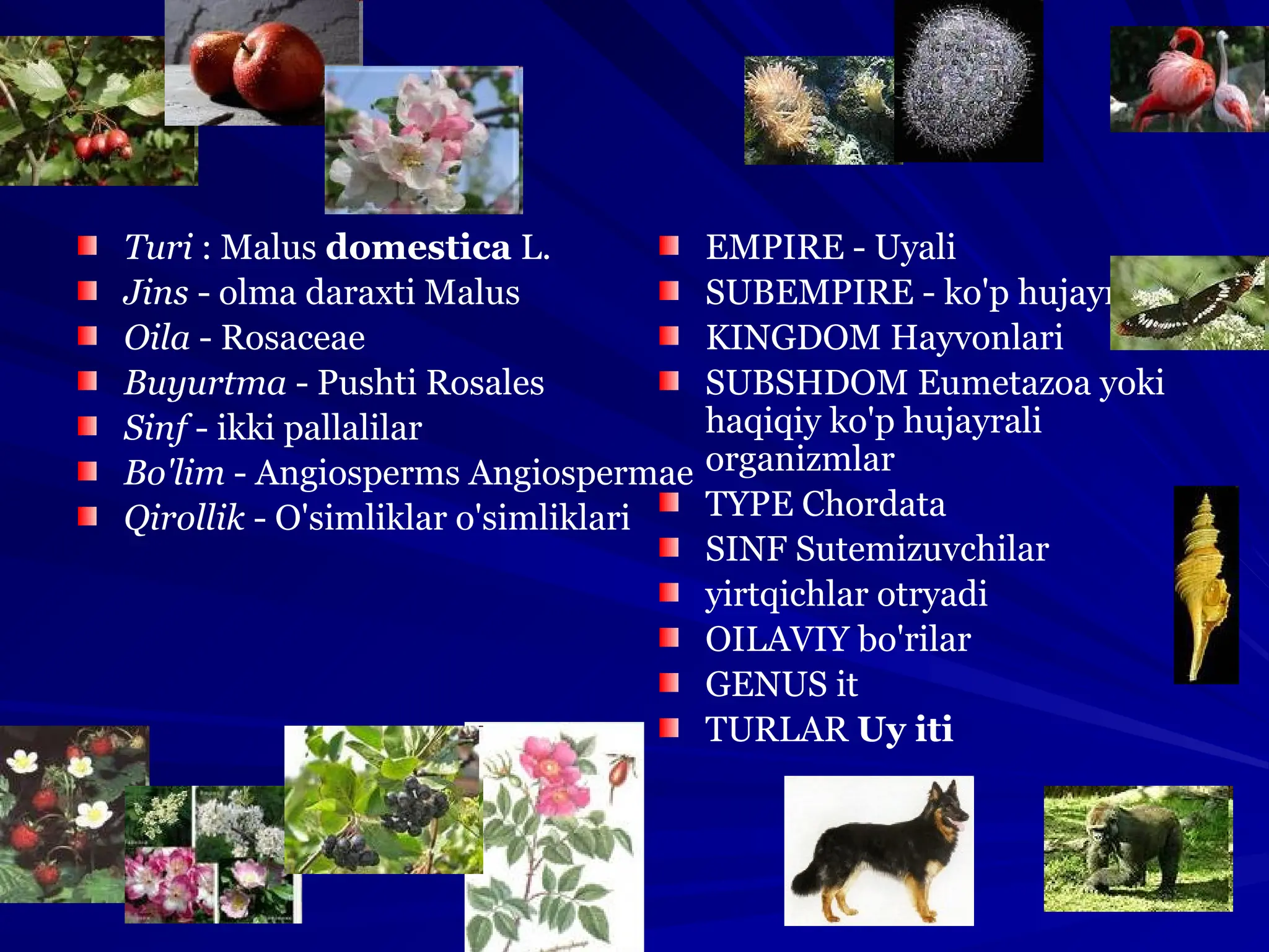 O‘g‘illariga tanasini ko‘rsatayotgan onaning videosi