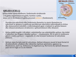 <ul><li>QELIZA  (CELL) </li></ul><ul><li>Qeliza është njësia thelbsore, funksionale strukturale </li></ul><ul><li>e të gji...