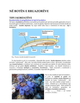 1
NË BOTËN E RRUAZORËVE
TIPI I KORDATËVE
Karakteristika të përgjithshme të tipit të kordatëve
Në tipin e kordatëve përfshihen ato kafshë që të paktën për një farë periudhe gjatë jetës së tyre (
kryesisht gjatë zhvillimit embrional ) , kanë në pjesën shpinore një formacion të fortë elastik në
trajtë boshti - kordën shpinore. Ky tipar është edhe baza e emërtimit të këtij tipi - tipi i
kordatëve.
Fig. Prania e kordës kordatët (rruazorët)
Te disa kordat si p.sh. te zvarranikët , shpendët dhe sisorët , korda shpinore takohet vetëm
në fazën “embrionale” . Më vonë , kur këto kafshë arrijnë fazën e rritur , kjo kordë zvendësohet
nga rruazat kockore ( vertebrat ) që vendosen në varg njëra pas tjetrës në anën shpinore duke
formuar atë që quhet shtylla vertebrore . Kafshët e tipit kordata , me shtyllë vërtebrore (
rruazore ) formojnë nëntipin e rruazorëve (Vertebrata) . Ndër rruazorët ( vertebrorët )
përmendim peshqit kockorë, amfibët, zvaranikët, shpendët dhe gjitarët.
Por te disa kafshë të tipit të kordatëve ,
si p.sh. te kafshët si qeskë me
përfaqësues ashidia, korda shpinore që
takohet në fazën “embrionale” , më
vonë , kur këto kafshë arrijnë fazën e
rritur, zhduket pa u zëvendësuar nga
ndonjë strukturë tjetër . Këto kafshë të
tipit të kordatëve grupohen në
nëntipin e kordatëve jorruazor.
Fig. ............. Pamja e një kordati
jorruazor ( Ascidia )
 