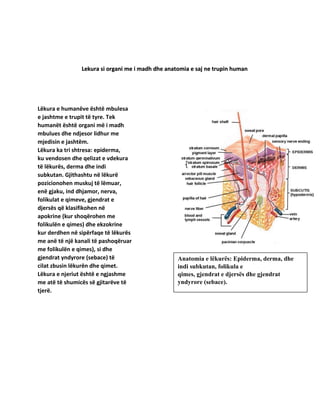 Lekura si organi me i madh dhe anatomia e saj ne trupin human
Lëkura e humanëve është mbulesa
e jashtme e trupit të tyre. Tek
humanët është organi më i madh
mbulues dhe ndjesor lidhur me
mjedisin e jashtëm.
Lëkura ka tri shtresa: epiderma,
ku vendosen dhe qelizat e vdekura
të lëkurës, derma dhe indi
subkutan. Gjithashtu në lëkurë
pozicionohen muskuj të lëmuar,
enë gjaku, ind dhjamor, nerva,
folikulat e qimeve, gjendrat e
djersës që klasifikohen në
apokrine (kur shoqërohen me
folikulën e qimes) dhe ekzokrine
kur derdhen në sipërfaqe të lëkurës
me anë të një kanali të pashoqëruar
me folikulën e qimes), si dhe
gjendrat yndyrore (sebace) të
cilat zbusin lëkurën dhe qimet.
Lëkura e njeriut është e ngjashme
me atë të shumicës së gjitarëve të
tjerë.
Anatomia e lëkurës: Epiderma, derma, dhe
indi subkutan, folikula e
qimes, gjendrat e djersës dhe gjendrat
yndyrore (sebace).
 