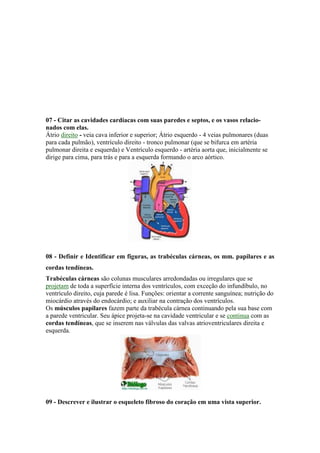 07 - Citar as cavidades cardíacas com suas paredes e septos, e os vasos relacio-nados 
com elas. 
Átrio direito - veia cava inferior e superior; Átrio esquerdo - 4 veias pulmonares (duas 
para cada pulmão), ventrículo direito - tronco pulmonar (que se bifurca em artéria 
pulmonar direita e esquerda) e Ventrículo esquerdo - artéria aorta que, inicialmente se 
dirige para cima, para trás e para a esquerda formando o arco aórtico. 
08 - Definir e Identificar em figuras, as trabéculas cárneas, os mm. papilares e as 
cordas tendíneas. 
Trabéculas cárneas são colunas musculares arredondadas ou irregulares que se 
projetam de toda a superfície interna dos ventrículos, com exceção do infundíbulo, no 
ventrículo direito, cuja parede é lisa. Funções: orientar a corrente sanguínea; nutrição do 
miocárdio através do endocárdio; e auxiliar na contração dos ventrículos. 
Os músculos papilares fazem parte da trabécula cárnea continuando pela sua base com 
a parede ventricular. Seu ápice projeta-se na cavidade ventricular e se continua com as 
cordas tendíneas, que se inserem nas válvulas das valvas atrioventriculares direita e 
esquerda. 
09 - Descrever e ilustrar o esqueleto fibroso do coração em uma vista superior. 
 
