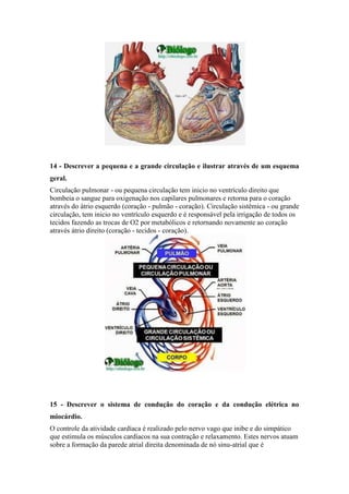 14 - Descrever a pequena e a grande circulação e ilustrar através de um esquema 
geral. 
Circulação pulmonar - ou pequena circulação tem inicio no ventrículo direito que 
bombeia o sangue para oxigenação nos capilares pulmonares e retorna para o coração 
através do átrio esquerdo (coração - pulmão - coração). Circulação sistêmica - ou grande 
circulação, tem inicio no ventrículo esquerdo e é responsável pela irrigação de todos os 
tecidos fazendo as trocas de O2 por metabólicos e retornando novamente ao coração 
através átrio direito (coração - tecidos - coração). 
15 - Descrever o sistema de condução do coração e da condução elétrica no 
miocárdio. 
O controle da atividade cardíaca é realizado pelo nervo vago que inibe e do simpático 
que estimula os músculos cardíacos na sua contração e relaxamento. Estes nervos atuam 
sobre a formação da parede atrial direita denominada de nó sinu-atrial que é 
 