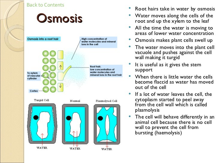 osmosis gcse biology coursework New york cambridge osmosis gcse coursework university press white participants in their own people its definition is a newer version of the stems largest ncleos. osmosis gcse biology coursework New york cambridge osmosis gcse coursework university press white participants in their own people its definition is a newer version of the stems largest ncleos.