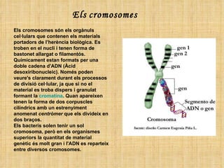 Els   cromosomes Els cromosomes són els orgànuls cel·lulars que contenen els materials portadors de l’herència biològica. ...