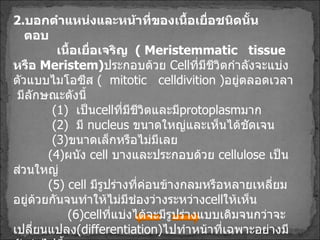 2. บอกตำแหน่งและหน้าที่ของเนื้อเยื่อชนิดนั้น ตอบ เนื้อเยื่อเจริญ  (  Meristemmatic  tissue  หรือ  Meristem ) ประกอบด้วย  Cell ที่มีชีวิตกำลังจะแบ่งตัวแบบไมโอซีส  (   mitotic  celldivition  ) อยู่ตลอดเวลา  มีลักษณะดังนี้ ( 1 )  เป็น cell ที่มีชีวิตและมี protoplasm มาก     ( 2 )  มี  nucleus  ขนาดใหญ่และเห็นได้ชัดเจน   ( 3 ) ขนาดเล็กหรือไม่มีเลย   ( 4 ) ผนัง   cell  บางและประกอบด้วย  cellulose  เป็นส่วนใหญ่    ( 5 )  cell   มีรูปร่างที่ค่อนข้างกลมหรือหลายเหลี่ยมอยู่ด้วยกันจนทำให้ไม่มีช่องว่างระหว่าง cell ให้เห็น ( 6 ) cell ที่แบ่งได้จะมีรูปร่างแบบเดิมจนกว่าจะเปลี่ยนแปลง ( differentiation ) ไปทำหน้าที่เฉพาะอย่างมีดังต่อไปนี้ 