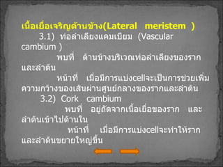 เนื้อเยื่อเจริญด้านข้าง ( Lateral  meristem  )  3.1 )  ท่อลำเลียงแคมเบียม  ( Vascular  cambium  ) พบที่  ด้านข้างบริเวณท่อลำเลียงของรากและลำต้น หน้าที่  เมื่อมีการแบ่ง cell จะเป็นการช่วยเพิ่มความกว้างของเส้นผ่านศูนย์กลางของรากและลำต้น 3.2)  Cork  cambium พบที่  อยู่ถัดจากเนื้อเยื่อของราก  และลำต้นเข้าไปด้านใน หน้าที่  เมื่อมีการแบ่ง cell จะทำให้รากและลำต้นขยายใหญ่ขึ้น 