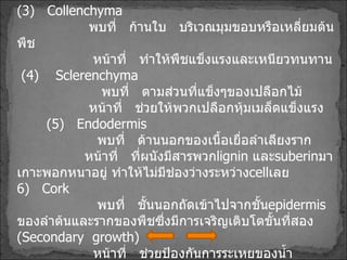 ( 3 )  Collenchyma พบที่  ก้านใบ  บริเวณมุมขอบหรือเหลี่ยมต้นพืช หน้าที่  ทำให้พืชแข็งแรงและเหนียวทนทาน ( 4 )  Sclerenchyma พบที่  ตามส่วนที่แข็งๆของเปลือกไม้ หน้าที่  ช่วยให้พวกเปลือกหุ้มเมล็ดแข็งแรง ( 5 )  Endodermis พบที่  ด้านนอกของเนื้อเยื่อลำเลียงราก หน้าที่  ที่ผนังมีสารพวก lignin   และ suberin มาเกาะพอกหนาอยู่ ทำให้ไม่มีช่องว่างระหว่าง cell เลย 6 )   Cork พบที่  ชั้นนอกถัดเข้าไปจากชั้น epidermis ของลำต้นและรากของพืชซึ่งมีการเจริญเติบโตขั้นที่สอง  ( Secondary  growth ) หน้าที่  ช่วยป้องกันการระเหยของน้ำภายใน Cell และทำให้น้ำผ่านเข้า cell ไม่ได้ 