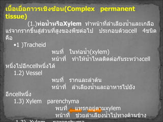 เนื้อเยื่อถาวรเชิงซ้อน ( Complex  permanent  tissue ) ( 1. ) ท่อน้ำหรือ Xylem   ทำหน้าที่ลำเลียงน้ำและเกลือแร่จากรากขึ้นสู่ส่วนที่สูงของพืชต่อไป  ประกอบด้วย cell  4 ชนิดคือ 1  ) Tracheid พบที่  ในท่อน้ำ ( xylem ) หน้าที่  ทำให้น้ำไหลติดต่อกันระหว่าง cell หนึ่งไปอีก cell หนึ่งได้ 2 )  Vessel พบที่  รากและลำต้น หน้าที่  ลำเลียงน้ำและอาหารไปยังอีก cell หนึ่ง 3 )  Xylem  parenchyma พบที่  แทรกอยู่ตาม xylem หน้าที่  ช่วยลำเลียงน้ำไปทางด้านข้าง 1.3 )  Xylem  parenchyma พบที่  แทรกอยู่ใน Xylem แต่เป็น cell ที่ตายแล้ว หน้าที่  ช่วยให้ต้นพืชมีความแข็งแรงและทนทาน 