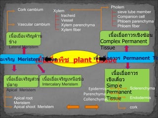 เนื้อเยื่อพืช  plant  tissue เนื้อเยื่อถาวร  Permanent  Tissue เนื้อเยื่อเจริญ  Meristem Tissue เนื้อเยื่อเจริญส่วนปลาย  Apical   Meristem Apical   root   Meristem Apical   shoot   Meristem เนื้อเยื่อเจริญเหนือข้อ Intercalary Meristem เนื้อเยื่อเจริญด้านข้าง Lateral Meristem Cork cambium Vascular cambium เนื้อเยื่อถาวรเชิงเดี่ยว   Simple Permanent  Tissue Epidermis Parenchyma Collenchymas เนื้อเยื่อถาวรเชิง ซ้อน Complex Permanent  Tissue Xylem tracheid Vessel Xylem parenchyma Xylem fiber Pholem sieve tube member Companion cell Phloem parenchyma Phloem fiber Sclerenchyma Endodermis cork 