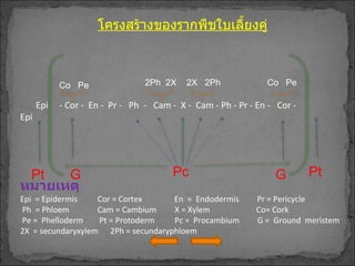 โครงสร้างของรากพืชใบเลี้ยงคู่ Epi  - Cor -  En -  Pr -  Ph  -  Cam -  X -  Cam - Ph - Pr - En -  Cor -  Epi Pt  Pc G G Pt  Co  Pe  Co  Pe  2X  2Ph  2Ph  2X หมายเหตุ Epi  = Epidermis  Cor = Cortex  En  =  Endodermis  Pr = Pericycle Ph  = Phloem  Cam = Cambium  X = Xylem  Co= Cork Pe =  Phelloderm  Pt = Protoderm  Pc =  Procambium  G =  Ground  meristem 2X  = secundaryxylem  2Ph = secundaryphloem  