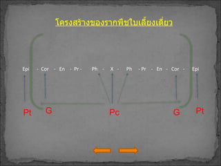 Pt  Pc G G Pt  Epi  -  Cor  -  En  -  Pr -  Ph  -  X  -  Ph  - Pr  -  En  -  Cor  -  Epi โครงสร้างของรากพืชใบเลี้ยงเดี่ยว 