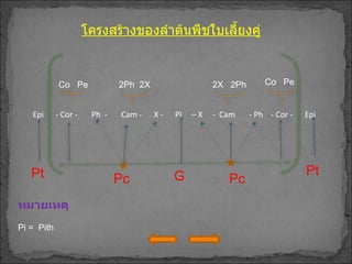 โครงสร้างของลำต้นพืชใบเลี้ยงคู่ Pt  Pc G Pt  Co  Pe  Co  Pe  2X  2Ph  2Ph  2X Epi  - Cor -  Ph  -  Cam -  X -  Pi  – X  -  Cam  - Ph  - Cor -  Epi Pc หมายเหตุ Pi =  Pith 