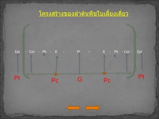 โครงสร้างของลำต้นพืชใบเลี้ยงเดี่ยว Pt  Pc G Pt  Pc Epi  -  Cor  -  Ph  -  X  -  Pi  –  X  -  Ph  - Cor -  Epi 
