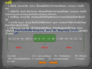 ทำความรู้จักกับ  เนื้อไม้  เปลือกไม้  กระพี้  แก่นไม้  วงปี 1.  เนื้อไม้  ( Wood )  คือ  Xylem  ทั้งหมดที่เกิดจากการแบ่งตัวของ   Cambium  รวมทั้ง  Pith 2.  เปลือกไม้  ( Bark )  คือ  Phloem  ทั้งหมดที่เกิดจากการแบ่งตัวของ   Cambium  รวมทั้ง  Epidermis,cork,cambium,phelloderm,Phloem,2Phloem 3.  กระพี้ ( Sap  Wood )  คือ  ส่วนของเนื้อไม้ที่อยู่ถัดออกมาจากแก่นไม้และยังลำเลียงน้ำได้ 4.   แก่นไม้  ( Heart  Wood )  คือเนื้อไม้ที่มีสารพวก  lignin  มาพอกทำให้ข้างในเนื้อไม้อุดตันจนใช้ลำเลียงน้ำไม่ได้ 5.  วงปี ( Annual  ring )  คือ  เนื้อไม้สีเข้มสลับสีอ่อน  สีเข้มคือฤดูแล้งที่น้ำน้อย   Xylem  เจริญไม่ดีและเบียดกันเป็นแถบแคบ  สีอ่อนคือฤดูฝนที่น้ำมาก  Xylem   เจริญได้ดีและอยู่กันเป็นแถบกว้าง Wood Bark Co –C.C- Pe  -Ph  - 2Ph- C  - 2X -  X-  Pi  – X  -2X  -  C -2Ph – Ph  - Pe - C.C  - Co Bark ตำแหน่งเนื้อเยื่อ  Secondary  Dicot  ที่ มี  Secundary  Growth  แล้ว   Co= Cork  C.C = cork cambium  Pe  = Phelloderm  Ph = Phloem  2Ph = secundaryphloem  C = Cambium  2X  = secundaryxylem  X = Xylem Pi = Pith 