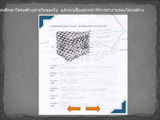 2. ให้นักเรียนศึกษาโครงสร้างภายในของใบ  แล้วระบุชื่อและหน้าที่การทำงานของโครงสร้าง 