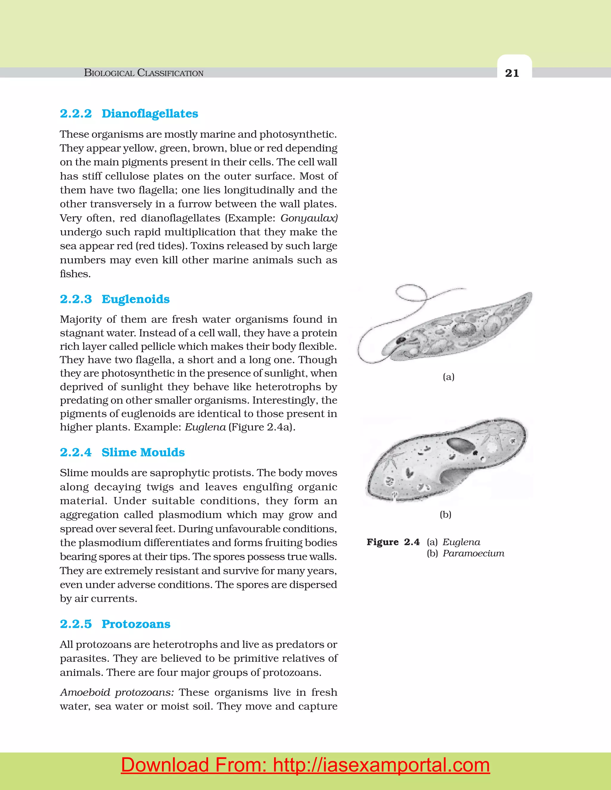 BIOLOGICAL CLASSIFICATION 21
2.2.2 Dianoflagellates
These organisms are mostly marine and photosynthetic.
They appear yellow, green, brown, blue or red depending
on the main pigments present in their cells. The cell wall
has stiff cellulose plates on the outer surface. Most of
them have two flagella; one lies longitudinally and the
other transversely in a furrow between the wall plates.
Very often, red dianoflagellates (Example: Gonyaulax)
undergo such rapid multiplication that they make the
sea appear red (red tides). Toxins released by such large
numbers may even kill other marine animals such as
fishes.
2.2.3 Euglenoids
Majority of them are fresh water organisms found in
stagnant water. Instead of a cell wall, they have a protein
rich layer called pellicle which makes their body flexible.
They have two flagella, a short and a long one. Though
they are photosynthetic in the presence of sunlight, when
deprived of sunlight they behave like heterotrophs by
predating on other smaller organisms. Interestingly, the
pigments of euglenoids are identical to those present in
higher plants. Example: Euglena (Figure 2.4a).
2.2.4 Slime Moulds
Slime moulds are saprophytic protists. The body moves
along decaying twigs and leaves engulfing organic
material. Under suitable conditions, they form an
aggregation called plasmodium which may grow and
spread over several feet. During unfavourable conditions,
the plasmodium differentiates and forms fruiting bodies
bearing spores at their tips. The spores possess true walls.
They are extremely resistant and survive for many years,
even under adverse conditions. The spores are dispersed
by air currents.
2.2.5 Protozoans
All protozoans are heterotrophs and live as predators or
parasites. They are believed to be primitive relatives of
animals. There are four major groups of protozoans.
Amoeboid protozoans: These organisms live in fresh
water, sea water or moist soil. They move and capture
Figure 2.4 (a) Euglena
(b) Paramoecium
(b)
(a)
Download From: http://iasexamportal.com
 