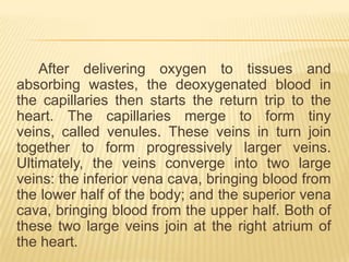 After delivering oxygen to tissues and
absorbing wastes, the deoxygenated blood in
the capillaries then starts the return trip to the
heart. The capillaries merge to form tiny
veins, called venules. These veins in turn join
together to form progressively larger veins.
Ultimately, the veins converge into two large
veins: the inferior vena cava, bringing blood from
the lower half of the body; and the superior vena
cava, bringing blood from the upper half. Both of
these two large veins join at the right atrium of
the heart.
 
