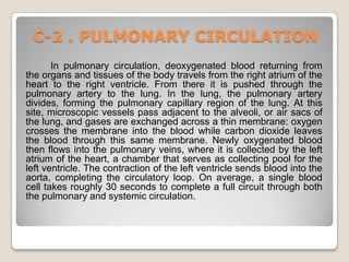 C-2 . PULMONARY CIRCULATION
       In pulmonary circulation, deoxygenated blood returning from
the organs and tissues of the body travels from the right atrium of the
heart to the right ventricle. From there it is pushed through the
pulmonary artery to the lung. In the lung, the pulmonary artery
divides, forming the pulmonary capillary region of the lung. At this
site, microscopic vessels pass adjacent to the alveoli, or air sacs of
the lung, and gases are exchanged across a thin membrane: oxygen
crosses the membrane into the blood while carbon dioxide leaves
the blood through this same membrane. Newly oxygenated blood
then flows into the pulmonary veins, where it is collected by the left
atrium of the heart, a chamber that serves as collecting pool for the
left ventricle. The contraction of the left ventricle sends blood into the
aorta, completing the circulatory loop. On average, a single blood
cell takes roughly 30 seconds to complete a full circuit through both
the pulmonary and systemic circulation.
 