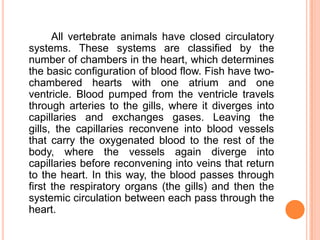 All vertebrate animals have closed circulatory
systems. These systems are classified by the
number of chambers in the heart, which determines
the basic configuration of blood flow. Fish have two-
chambered hearts with one atrium and one
ventricle. Blood pumped from the ventricle travels
through arteries to the gills, where it diverges into
capillaries and exchanges gases. Leaving the
gills, the capillaries reconvene into blood vessels
that carry the oxygenated blood to the rest of the
body, where the vessels again diverge into
capillaries before reconvening into veins that return
to the heart. In this way, the blood passes through
first the respiratory organs (the gills) and then the
systemic circulation between each pass through the
heart.
 