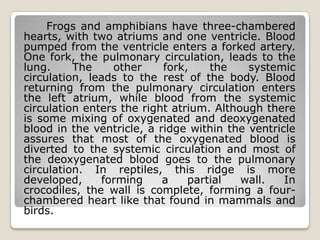 Frogs and amphibians have three-chambered
hearts, with two atriums and one ventricle. Blood
pumped from the ventricle enters a forked artery.
One fork, the pulmonary circulation, leads to the
lung.     The    other     fork,    the    systemic
circulation, leads to the rest of the body. Blood
returning from the pulmonary circulation enters
the left atrium, while blood from the systemic
circulation enters the right atrium. Although there
is some mixing of oxygenated and deoxygenated
blood in the ventricle, a ridge within the ventricle
assures that most of the oxygenated blood is
diverted to the systemic circulation and most of
the deoxygenated blood goes to the pulmonary
circulation. In reptiles, this ridge is more
developed,     forming     a    partial   wall.   In
crocodiles, the wall is complete, forming a four-
chambered heart like that found in mammals and
birds.
 