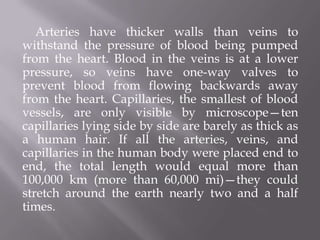 Arteries have thicker walls than veins to
withstand the pressure of blood being pumped
from the heart. Blood in the veins is at a lower
pressure, so veins have one-way valves to
prevent blood from flowing backwards away
from the heart. Capillaries, the smallest of blood
vessels, are only visible by microscope—ten
capillaries lying side by side are barely as thick as
a human hair. If all the arteries, veins, and
capillaries in the human body were placed end to
end, the total length would equal more than
100,000 km (more than 60,000 mi)—they could
stretch around the earth nearly two and a half
times.
 