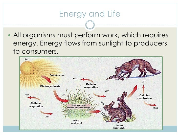 Biology as the Study of Life