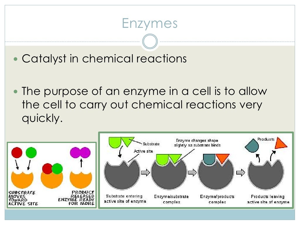 Biology as the Study of Life