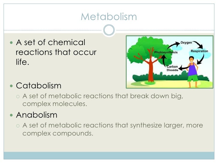 Biology as the Study of Life