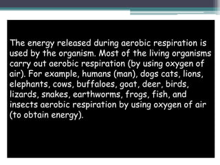 The energy released during aerobic respiration is
used by the organism. Most of the living organisms
carry out aerobic respiration (by using oxygen of
air). For example, humans (man), dogs cats, lions,
elephants, cows, buffaloes, goat, deer, birds,
lizards, snakes, earthworms, frogs, fish, and
insects aerobic respiration by using oxygen of air
(to obtain energy).
 