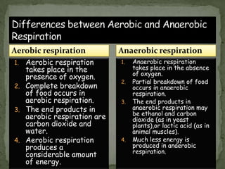 Aerobic respiration
1. Aerobic respiration
takes place in the
presence of oxygen.
2. Complete breakdown
of food occurs in
aerobic respiration.
3. The end products in
aerobic respiration are
carbon dioxide and
water.
4. Aerobic respiration
produces a
considerable amount
of energy.
1. Anaerobic respiration
takes place in the absence
of oxygen.
2. Partial breakdown of food
occurs in anaerobic
respiration.
3. The end products in
anaerobic respiration may
be ethanol and carbon
dioxide (as in yeast
plants),or lactic acid (as in
animal muscles).
4. Much less energy is
produced in anaerobic
respiration.
Anaerobic respiration
 